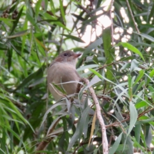 Pachycephala pectoralis at Wingecarribee Local Government Area - suppressed