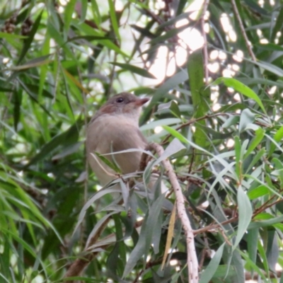 Pachycephala pectoralis (Golden Whistler) at Wingecarribee Local Government Area - 22 Jan 2024 by Span102