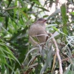 Pachycephala pectoralis at Wingecarribee Local Government Area - suppressed
