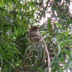 Pachycephala pectoralis at Wingecarribee Local Government Area - suppressed