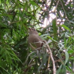 Pachycephala pectoralis at Wingecarribee Local Government Area - 22 Jan 2024