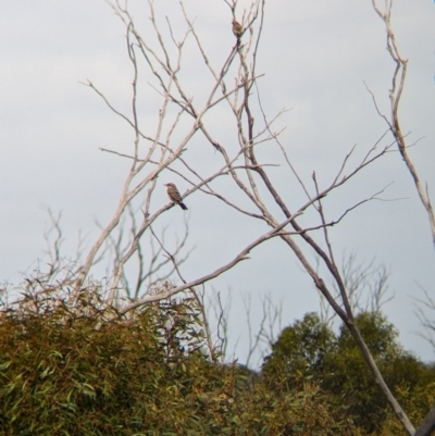 Acanthagenys rufogularis (Spiny-cheeked Honeyeater) at Ouyen, VIC - 26 Jan 2024 by Darcy