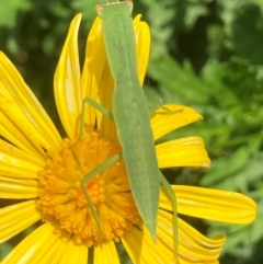 Orthodera ministralis (Green Mantid) at Theodore, ACT - 31 Jan 2024 by Cardy