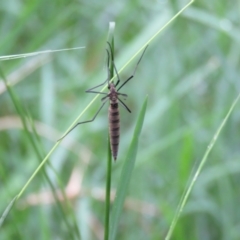 Unidentified Crane fly, midge, mosquito or gnat (several families) at Wingecarribee Local Government Area - 27 Jan 2024 by Span102