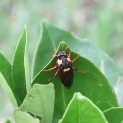 Perga sp. (genus) (Sawfly or Spitfire) at Wingecarribee Local Government Area - 27 Jan 2024 by Span102