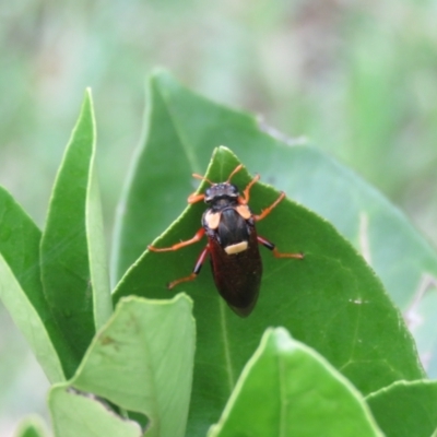 Perga sp. (genus) (Sawfly or Spitfire) at Wingecarribee Local Government Area - 27 Jan 2024 by Span102