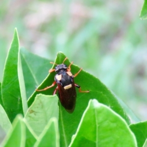 Perga dorsalis at Wingecarribee Local Government Area - 27 Jan 2024