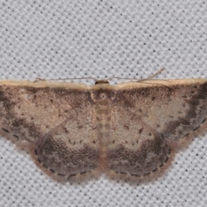 Idaea nephelota at suppressed - 30 Jan 2024