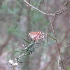 Dispar compacta (Barred Skipper) at Wingecarribee Local Government Area - 27 Jan 2024 by Span102