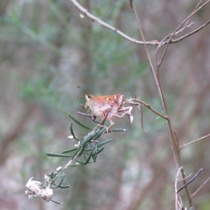 Dispar compacta at Wingecarribee Local Government Area - suppressed