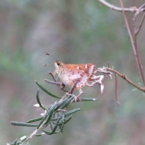 Dispar compacta at Wingecarribee Local Government Area - suppressed