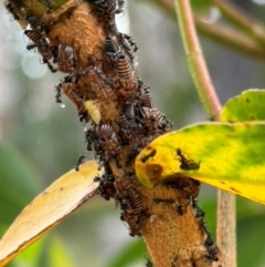 Eurymelinae (subfamily) (Unidentified eurymeline leafhopper) at Wingecarribee Local Government Area - 28 Jan 2024 by Span102