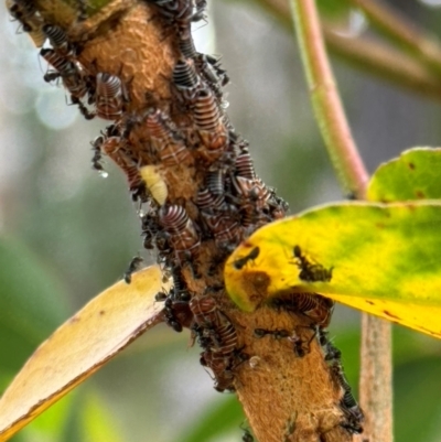 Eurymelinae (subfamily) (Unidentified eurymeline leafhopper) at Mittagong, NSW - 27 Jan 2024 by Span102