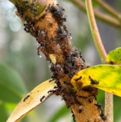 Eurymelinae (subfamily) at Wingecarribee Local Government Area - 28 Jan 2024