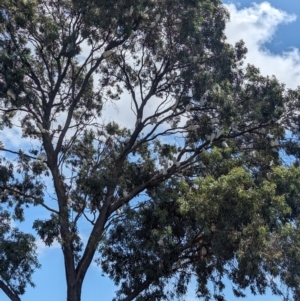 Cacatua sanguinea at Tailem Bend, SA - 26 Jan 2024