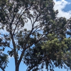 Cacatua sanguinea at Tailem Bend, SA - 26 Jan 2024