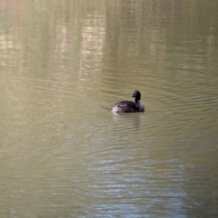 Tachybaptus novaehollandiae (Australasian Grebe) at Adelaide Botanic Garden - 27 Jan 2024 by Darcy