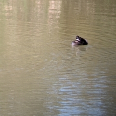 Tachybaptus novaehollandiae at Adelaide, SA - 27 Jan 2024 12:19 PM