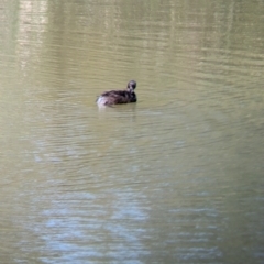 Tachybaptus novaehollandiae at Adelaide, SA - 27 Jan 2024 12:19 PM