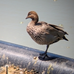 Chenonetta jubata (Australian Wood Duck) at Adelaide Botanic Garden - 27 Jan 2024 by Darcy