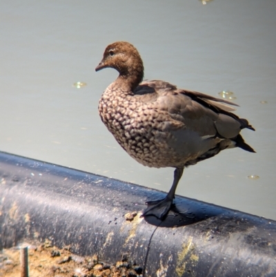 Chenonetta jubata (Australian Wood Duck) at Adelaide Botanic Garden - 27 Jan 2024 by Darcy