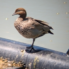 Chenonetta jubata at Adelaide, SA - 27 Jan 2024