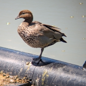 Chenonetta jubata at Adelaide, SA - 27 Jan 2024