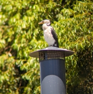 Microcarbo melanoleucos at Adelaide, SA - 27 Jan 2024