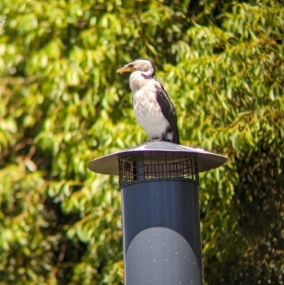 Microcarbo melanoleucos (Little Pied Cormorant) at Adelaide Botanic Garden - 27 Jan 2024 by Darcy