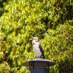 Microcarbo melanoleucos at Adelaide, SA - 27 Jan 2024