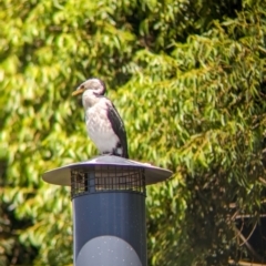 Microcarbo melanoleucos at Adelaide, SA - 27 Jan 2024