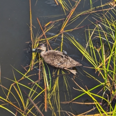 Anas superciliosa (Pacific Black Duck) at Adelaide, SA - 27 Jan 2024 by Darcy