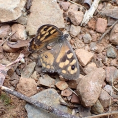 Geitoneura klugii (Marbled Xenica) at Kambah, ACT - 30 Jan 2024 by FeralGhostbat