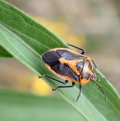 Agonoscelis rutila (Horehound bug) at Tidbinbilla Nature Reserve - 31 Jan 2024 by FeralGhostbat