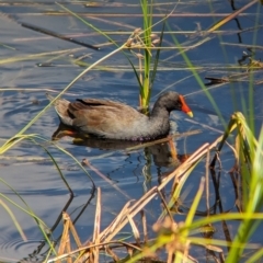 Gallinula tenebrosa (Dusky Moorhen) at Adelaide Botanic Garden - 27 Jan 2024 by Darcy