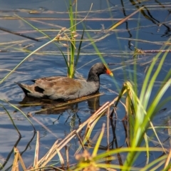 Gallinula tenebrosa at Adelaide, SA - 27 Jan 2024