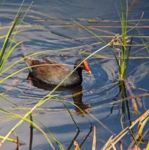 Gallinula tenebrosa at Adelaide, SA - 27 Jan 2024