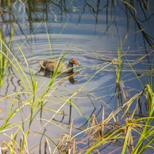 Gallinula tenebrosa at Adelaide, SA - 27 Jan 2024