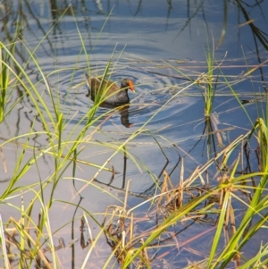 Gallinula tenebrosa at Adelaide, SA - 27 Jan 2024