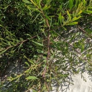 Acacia longifolia subsp. sophorae at Semaphore, SA - 27 Jan 2024