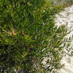 Acacia longifolia subsp. sophorae at Semaphore, SA - 27 Jan 2024