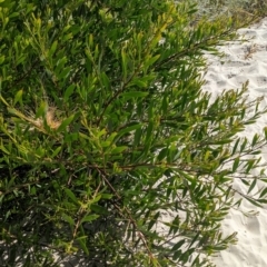 Acacia longifolia subsp. sophorae at Semaphore, SA - 27 Jan 2024 04:35 PM