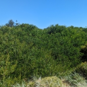 Acacia longifolia subsp. sophorae at Semaphore, SA - 27 Jan 2024