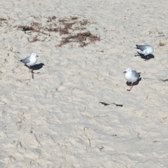 Chroicocephalus novaehollandiae at Semaphore, SA - 27 Jan 2024 05:17 PM