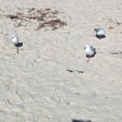 Chroicocephalus novaehollandiae at Semaphore, SA - 27 Jan 2024 05:17 PM