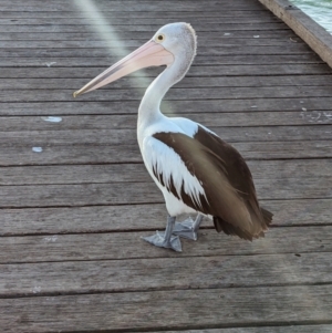 Pelecanus conspicillatus at Semaphore, SA - 27 Jan 2024