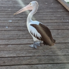 Pelecanus conspicillatus at Semaphore, SA - 27 Jan 2024