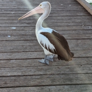 Pelecanus conspicillatus at Semaphore, SA - 27 Jan 2024 06:37 PM
