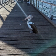 Pelecanus conspicillatus at Semaphore, SA - 27 Jan 2024