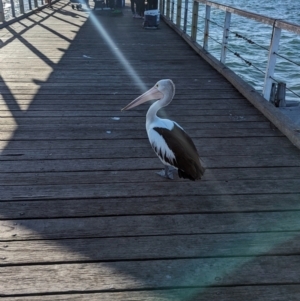Pelecanus conspicillatus at Semaphore, SA - 27 Jan 2024 06:37 PM
